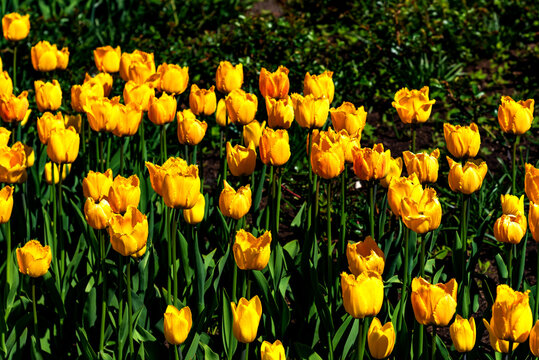 Amazing spring yellow tulip flowers.