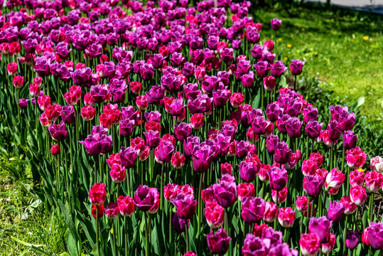 Flowerbed with purple tulips. Purple field of blooming spring tulips.