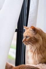窓辺の猫　茶トラ猫