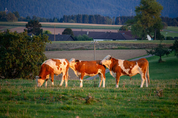 Fototapeta na wymiar Die drei Kühe von der Weide - oder - in einer Reihe