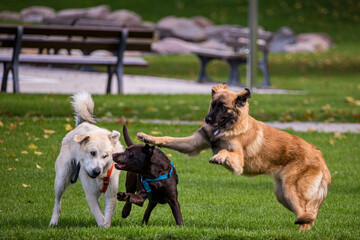 Drei Hunde beim toben und spielen