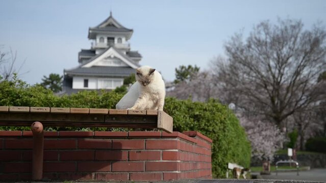 桜咲く春の長浜城公園でひなたぼっこする地域猫 （滋賀県長浜市）