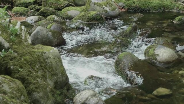 stream in forest,Norhtern Ireland