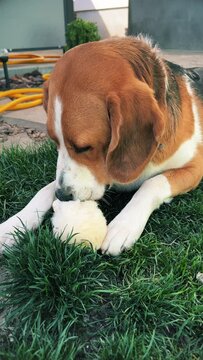 A tricolor dog is enthusiastically gnawing on a soft toy on a green lawn. A high quality. Medium plan