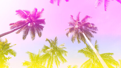 Fototapeta na wymiar Banner Summer with colorful theme as palm trees background as texture frame background