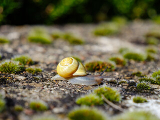 the slimy snail slowly slithers forward onto the ground