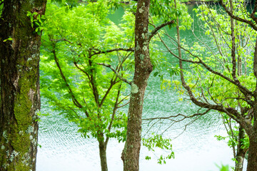 新緑に包まれた湖畔の情景