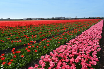 Pays bas, les champs de tulipes s'étendent à perte de vue et sont très spectaculaires en créant un tableau vivant aux magnifiques couleurs vives.