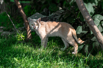Domestic cat with green eyes in nature. Cat with green eyes in the park