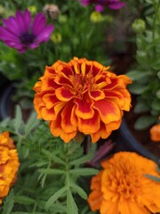 Marigold flowers  photographed on a backdrop of greenery.