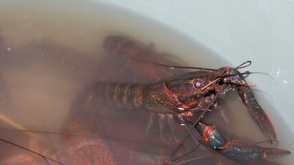 Close up view freshwater lobsters or crayfish
