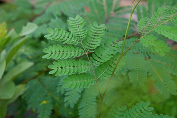 close up photography of the caesalpinia pulcherrima plant or peacock flower leaves