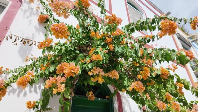 Orange bouganvillia, old port of Puerto Mogan, Gran Canaria, Spain