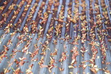 Photography of background texture of piles of tamarind flowers on zinc