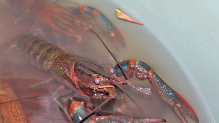 Close up view freshwater lobsters or crayfish