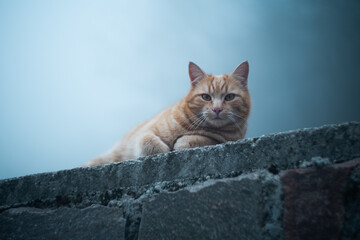 Portrait of a cute orange cat during a foggy day in the Northern Italy