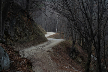 Dark and creepy ambience in a forest during a foggy winter day