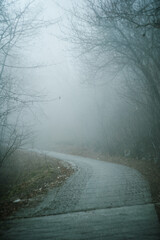 Dark and creepy ambience in a forest during a foggy winter day