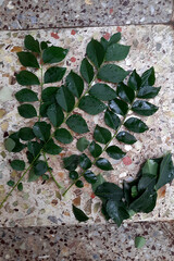 Curry Leaves on Tiled Ffloor