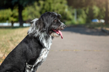 Portrait of a shaggy dog in the park. Yard hairy black dog