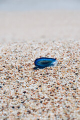 Fototapeta na wymiar Blue Velella jellyfish on the shore of the Mediterranean Sea close up. 