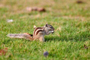 Charming little chipmunk sitting on green grass lawn and eats nuts, fluffy tailed tiny park dweller...