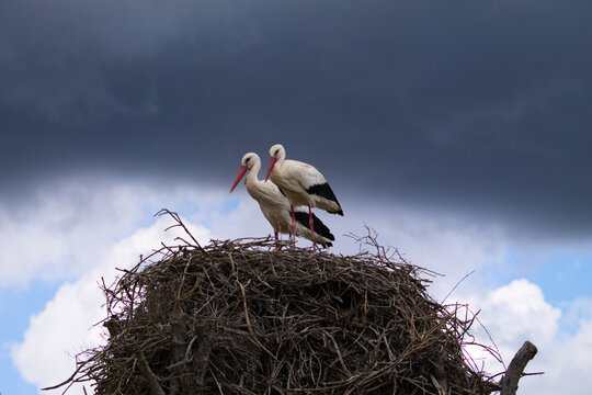 Two white storks perched on their nest incubating the egg of their future chick.