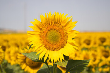 Close-up of a sunflower in a field of yellow sunflowers in an agricultural plantation in andalusia,...