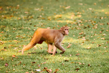 Cute little monkey walks on green lawn in Indian public park evoking sense of harmony with nature, two funny monkeys symbolizing carefree essence of wildlife in public park
