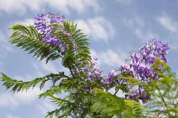 Violet flowers of a jacaranda tree against a background of blue sky and white clouds on a sunny day.