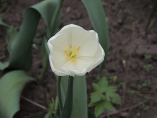 white tulip flower