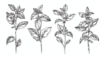 Set of Four basil plant. Contour hand drawn collection