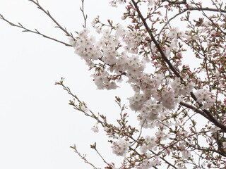 曇りの日の桜