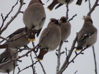 two birds on a branch