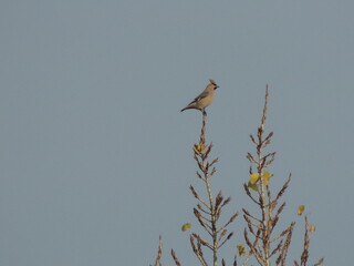 heron perched on a branch