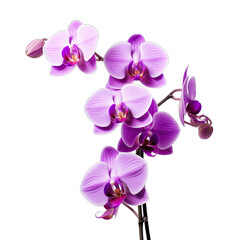 purple orchid flowers SVG on a transparent background