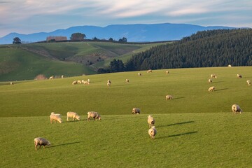 Fototapeta na wymiar Flock of Sheep grazing on a farm in winter time. Gore, Southland, New Zealand