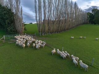 Aerial: Flock of Sheep grazing on a farm in winter time. Gore, Southland, New Zealand