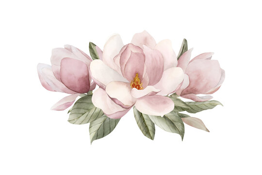 Composition of light pink magnolia flowers, buds, sprigs and leaves. Floral watercolor illustration isolated on white