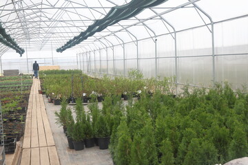 Flower seedlings in pots in a greenhouse, Moscow region, May 2023