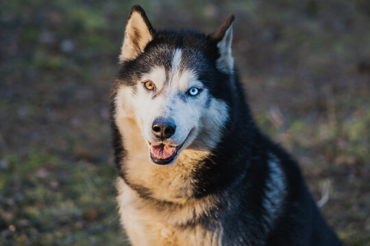 Beautiful adult husky dog ​​with multi-colored eyes, close-up photo in nature.