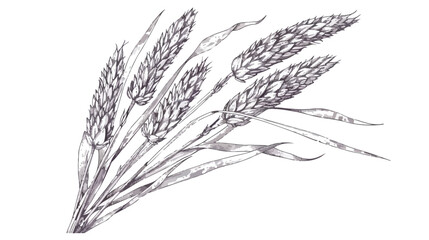 Siberian millet vintage botanical drawing. Outlined 