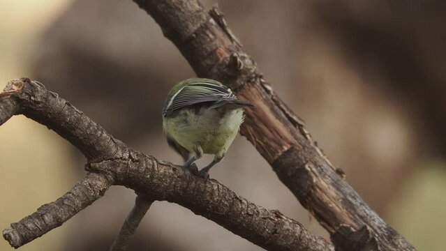 A little blue tit is standing in a shallow puddle of water. A small bird is standing in a shallow pool of water. The scene is peaceful and serene, with the bird enjoying the cool water on a warm day