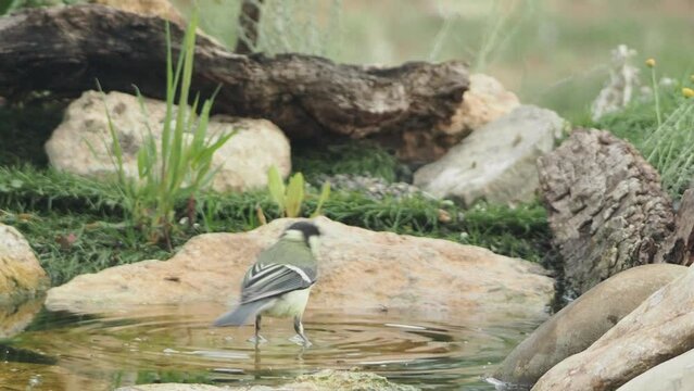 A little blue tit is standing in a shallow puddle of water. A small bird is standing in a shallow pool of water. The scene is peaceful and serene, with the bird enjoying the cool water on a warm day