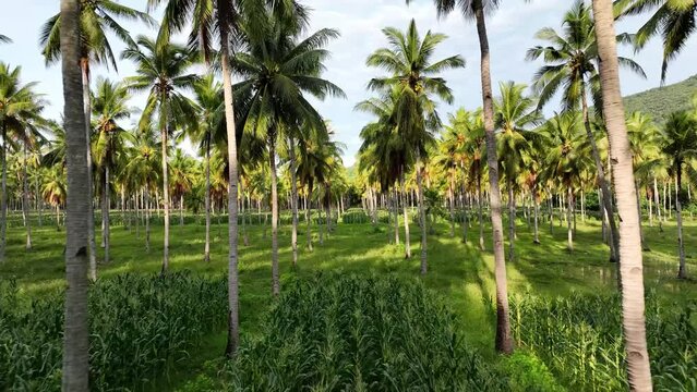 Coconut Palm Plantation. Flying treetop close view between row of palms with corn intercropping agriculture. Tropical South East Asia farm drone view.