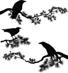raven bird sitting on a long pine branch - black crow bird and coniferous tree vector silhouette design set
