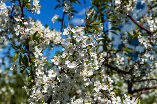White cherry flowers blooming close-up.