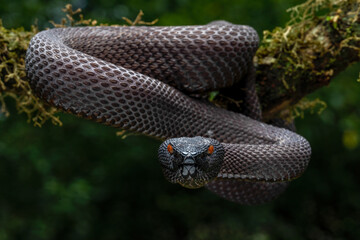 Black Mangrove Pit Viper - Trimeresurus purpureomaculatus native to India and Bangladesh.