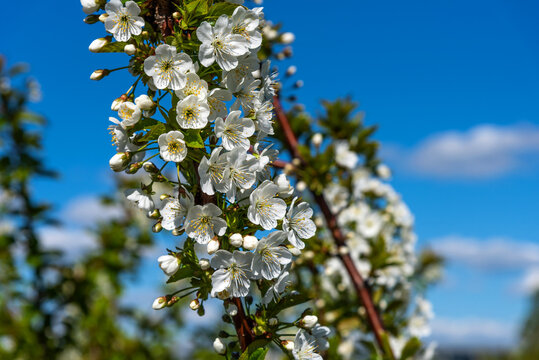 White cherry flowers blooming close-up.