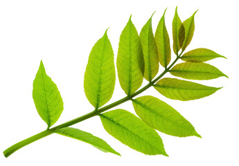 Green spring foliage. Green elderberry leaves.Herbal medicine. Healthy food concept. elderberry tea. on transparent, png